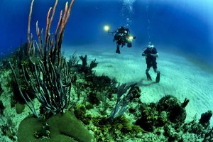 PADI Open water diver 3