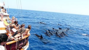 Avistamiento de cetáceos Alicante. puraventuraspain.com