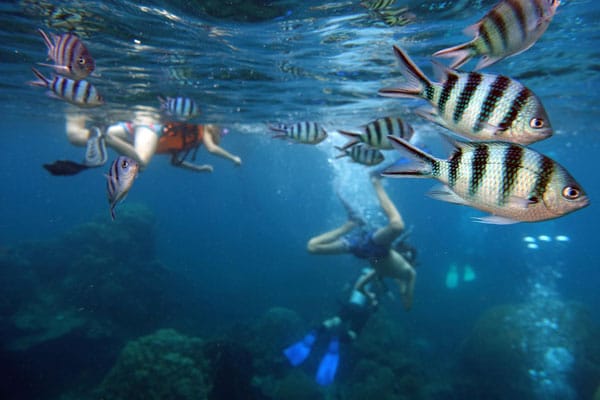 Fish bank in underwater marine reserve in Tabarca island, Spain