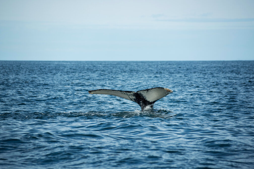 Avistamiento de ballenas