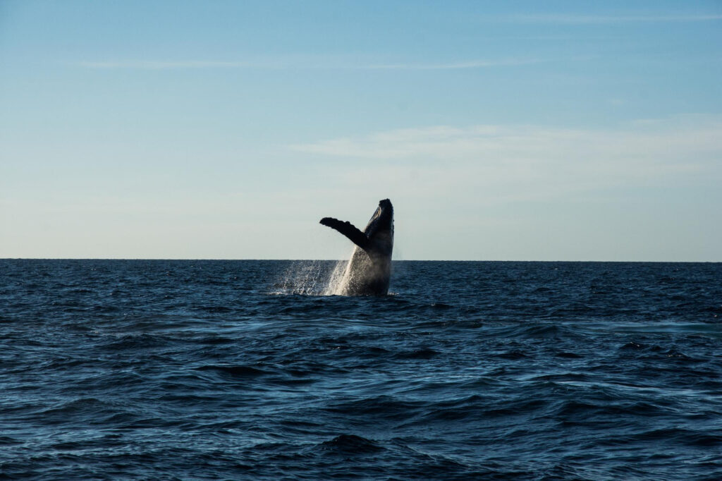 ballena azul